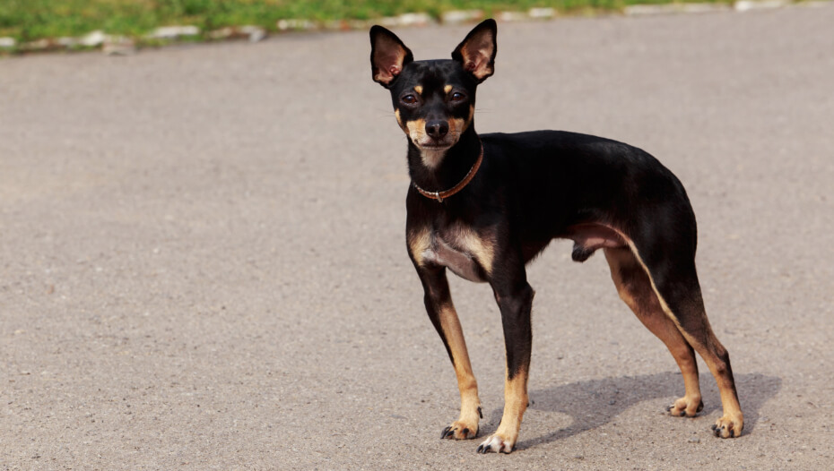English Toy Terrier Black Tan Dog Breed Purina